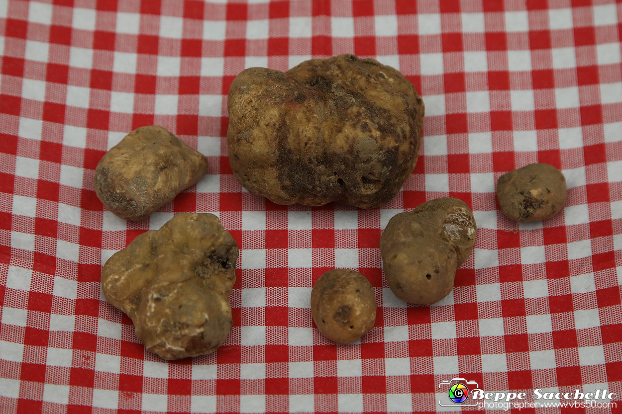VBS_6923 - Fiera dei Santi - 12.ma Fiera Nazionale del Tartufo.jpg